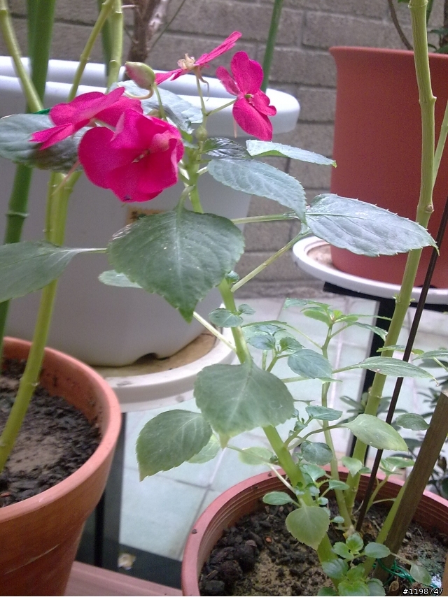 請教花和樹名→1.苦練2.非洲鳳仙花3.白花藿香薊