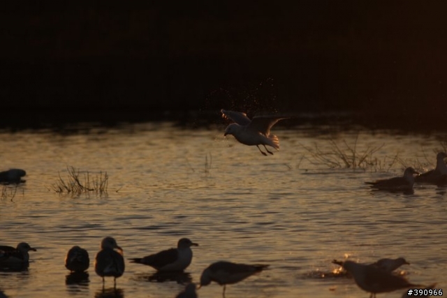打鳥-----Canon 40D + Sigma 300/f2.8 + Canon 2x Exdender
