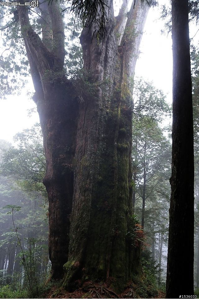 123開著Luxgen SUV到阿里山，阿里山，山上有神木，山下有便當。
