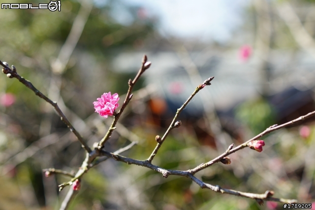 DT35mm F1.8 (SAL-35F18) 蓋樓有可能嗎??