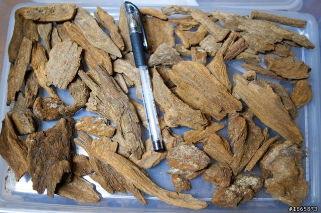越南紅土沉香小根