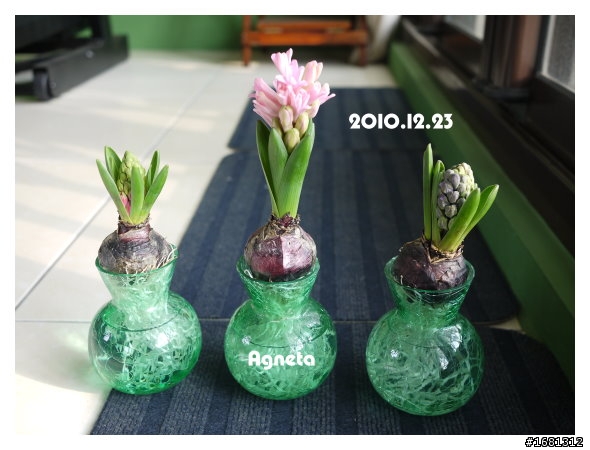 球根們開花了~(鬱金香、風信子、葡萄風信子)