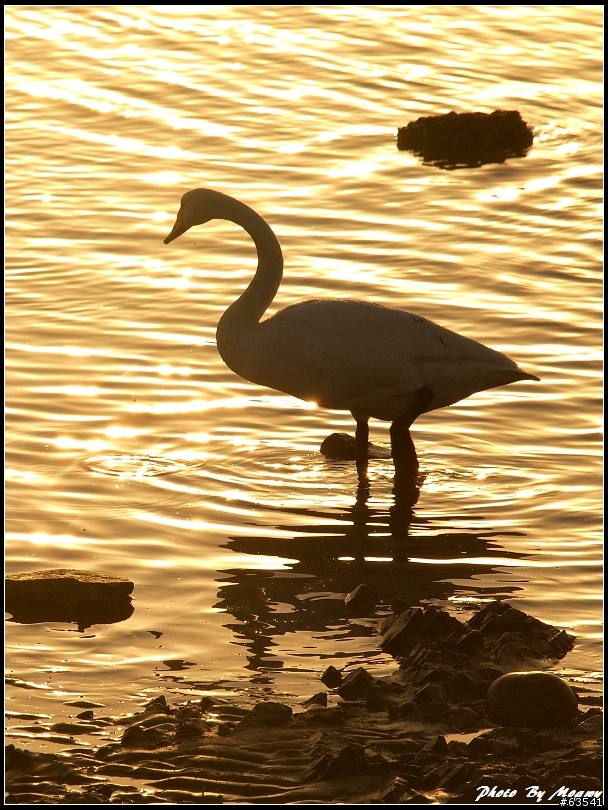 [景點] 山東榮城天鵝湖
