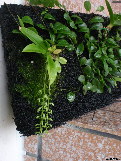 請問這是什麼植物？