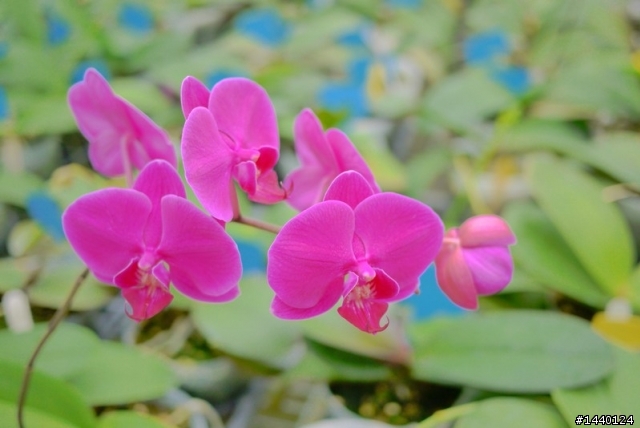 1/22 新手入手GF1