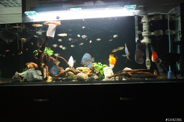 送兩隻神仙魚...