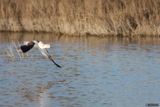 打鳥-----Canon 40D + Sigma 300/f2.8 + Canon 2x Exdender