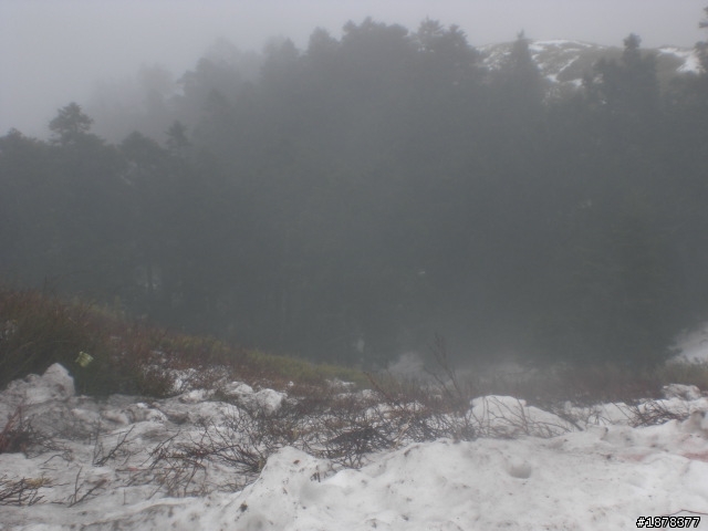 1/21 終於衝上去合歡山 武嶺了   都是雪