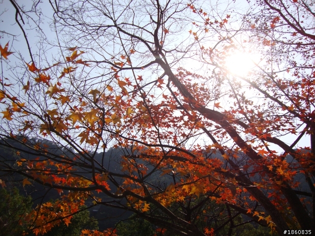 石門水庫賞楓行