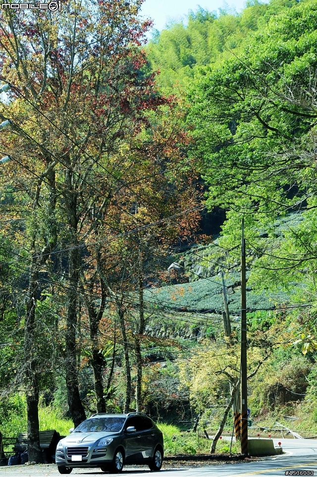 123開著Luxgen SUV到阿里山，阿里山，山上有神木，山下有便當。