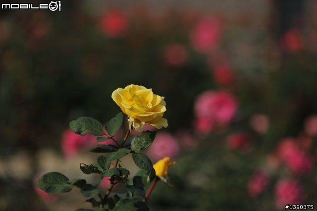 2011/1/27更新日間實拍「開箱」Sigma APO 70-200mm F2.8 EX DG "OS" HSM