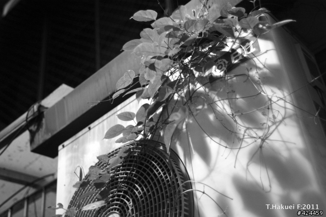 Leica Summicron 40mm F2 街拍