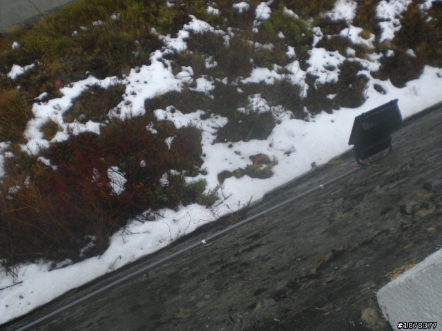 1/21 終於衝上去合歡山 武嶺了   都是雪