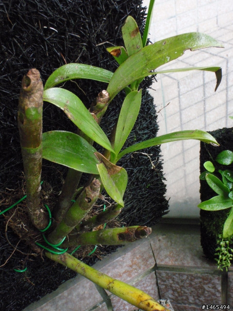 請問這是什麼植物？