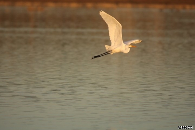 打鳥-----Canon 40D + Sigma 300/f2.8 + Canon 2x Exdender