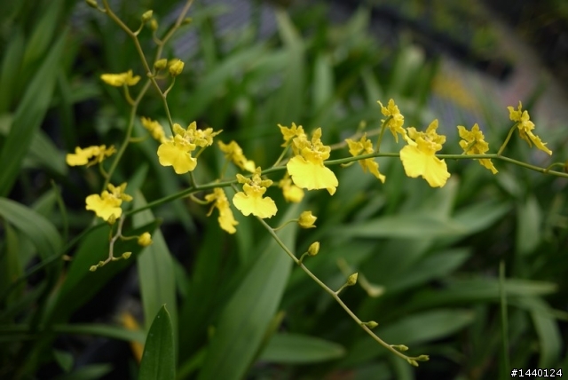 1/22 新手入手GF1