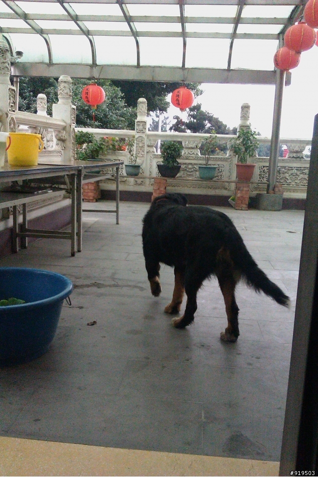 這是什麼稀有狗?