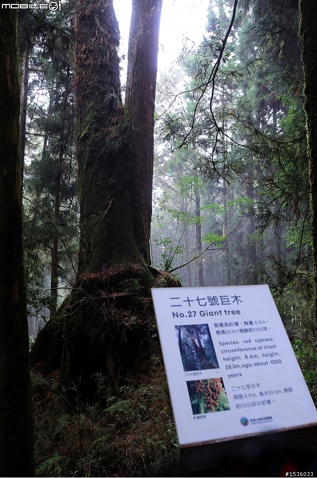 123開著Luxgen SUV到阿里山，阿里山，山上有神木，山下有便當。
