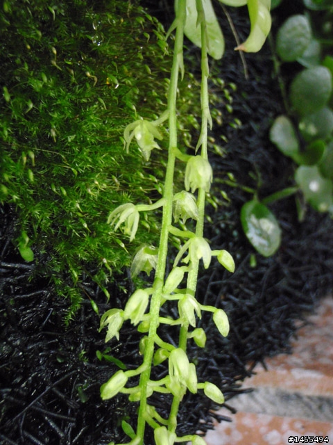 請問這是什麼植物？