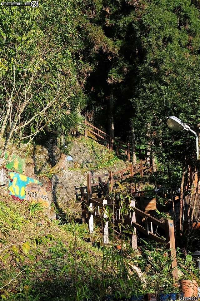 123開著Luxgen SUV到阿里山，阿里山，山上有神木，山下有便當。