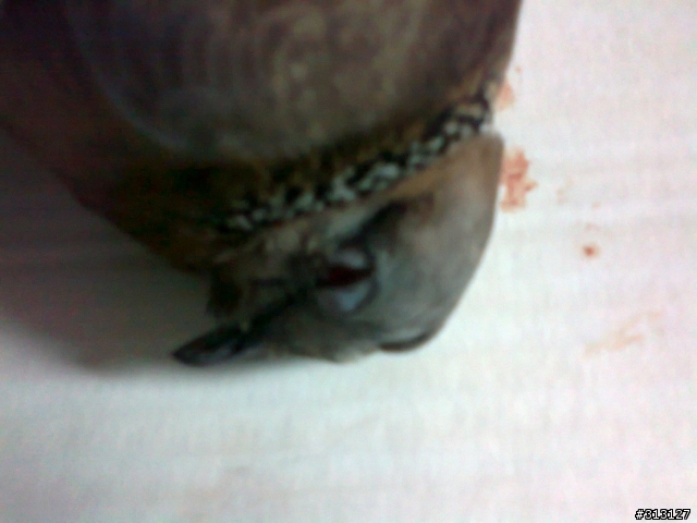 小鳥受傷了怎麼辦?