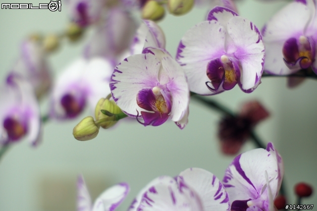 SONY A33 + M42 老鏡 - YASHICA DX 50 F1.4