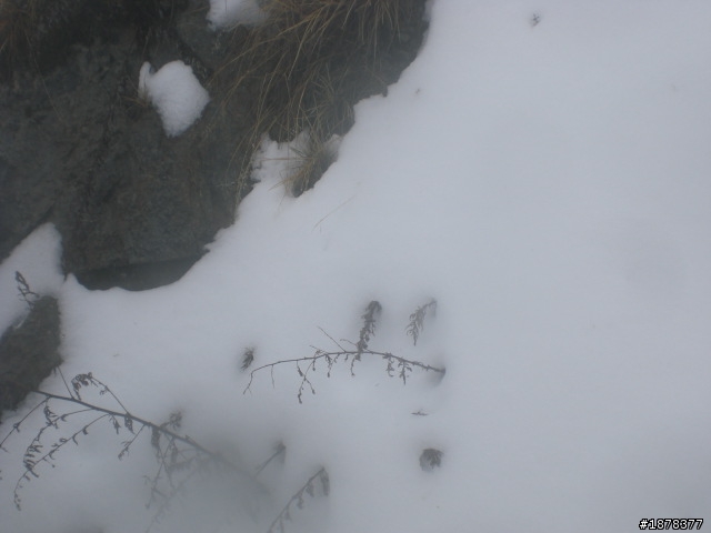 1/21 終於衝上去合歡山 武嶺了   都是雪