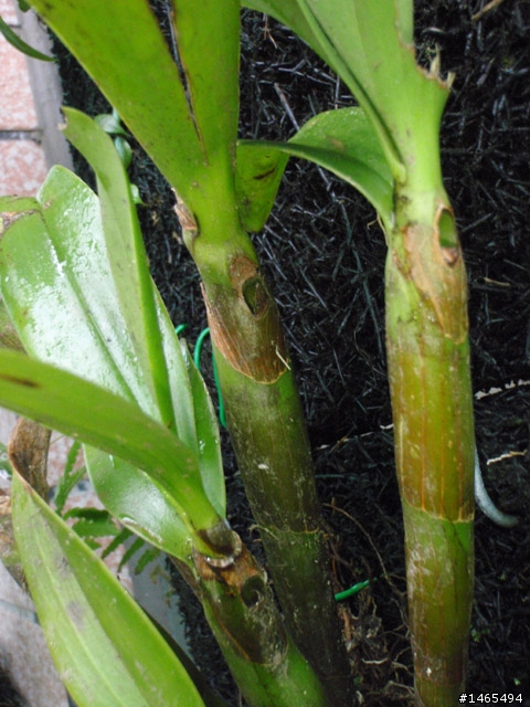 請問這是什麼植物？