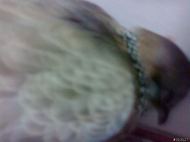 小鳥受傷了怎麼辦?