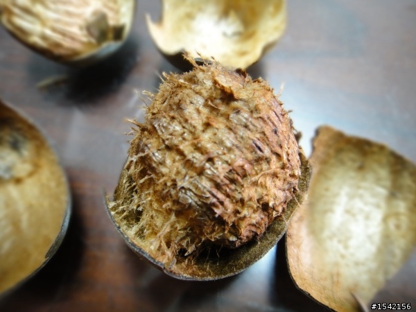 請懂羅漢果或開中藥店的朋友進來。