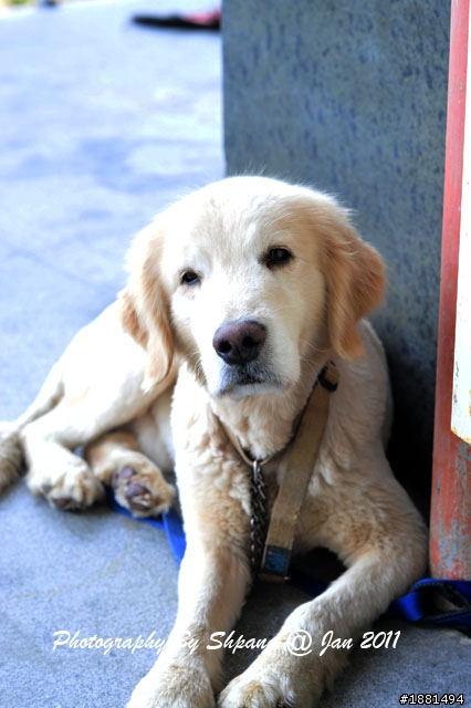 (已領養，但當天使去了！)有人想養黃金獵犬嗎？聰明小胖找家