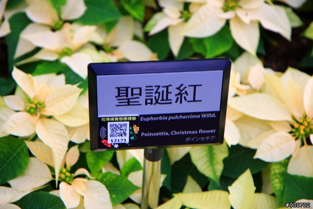 40D+17-55 第三次來花博拍照