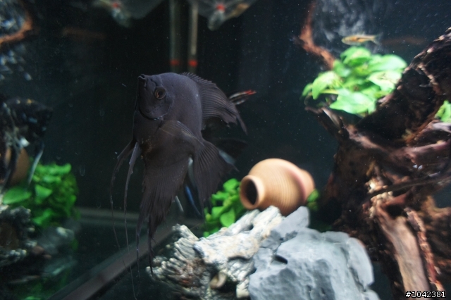 送兩隻神仙魚...