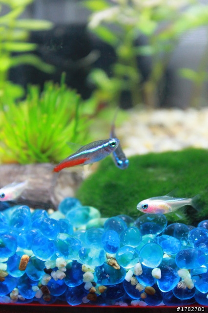 不知名的魚，請幫我看看