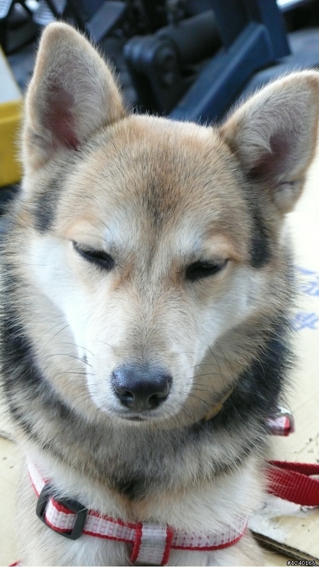 大家好!請大A幫忙協尋失蹤的愛犬