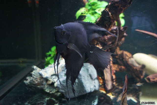送兩隻神仙魚...