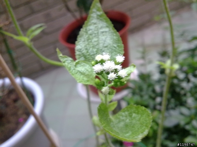 請教花和樹名→1.苦練2.非洲鳳仙花3.白花藿香薊
