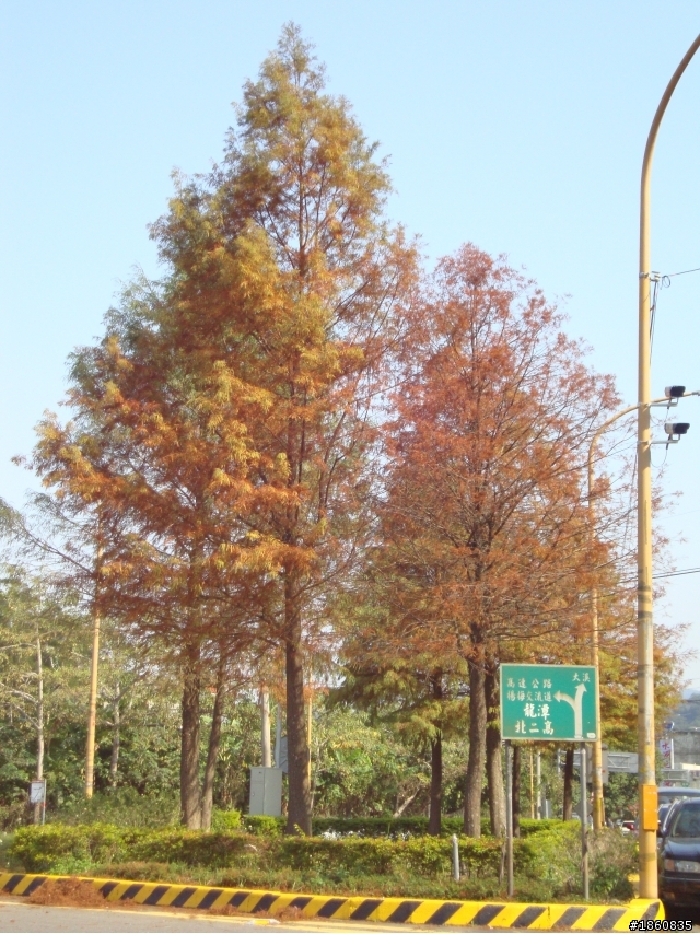 石門水庫賞楓行