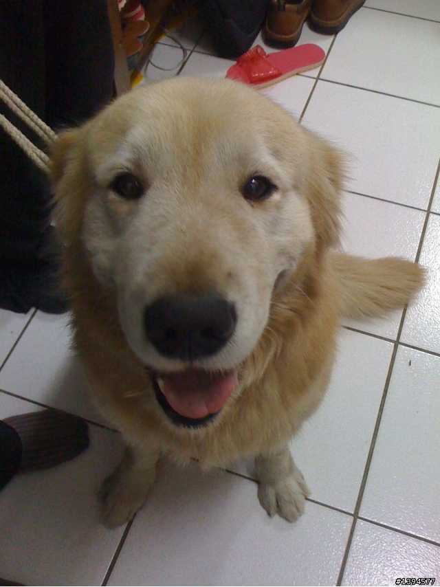2011年01月01日桃園八德拾獲黃金獵犬(公)