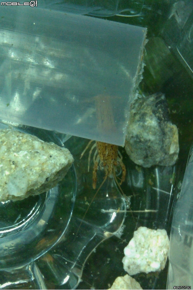 請問..有專業大大知道這是什麼蝦嗎?