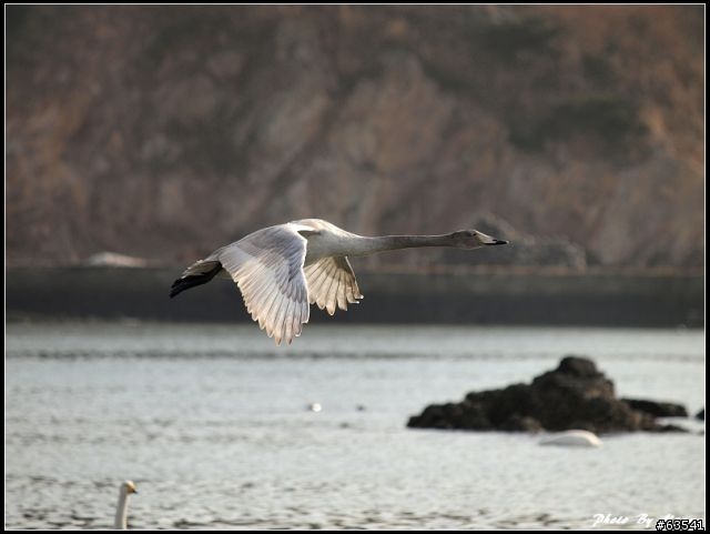 [景點] 山東榮城天鵝湖