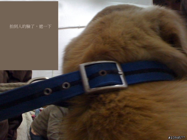 2011年01月01日桃園八德拾獲黃金獵犬(公)