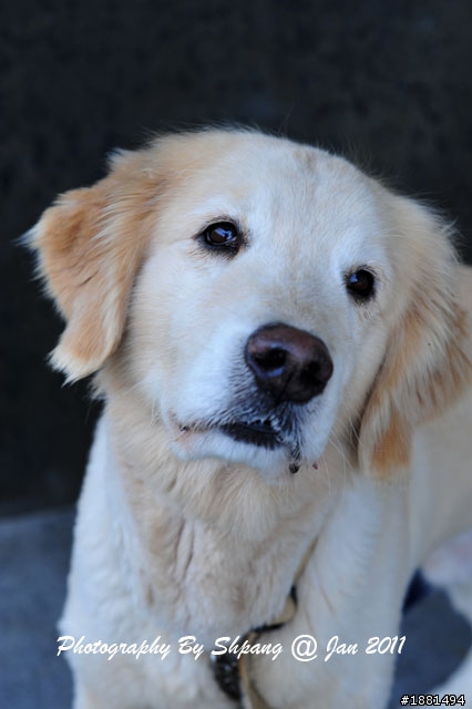 (已領養，但當天使去了！)有人想養黃金獵犬嗎？聰明小胖找家