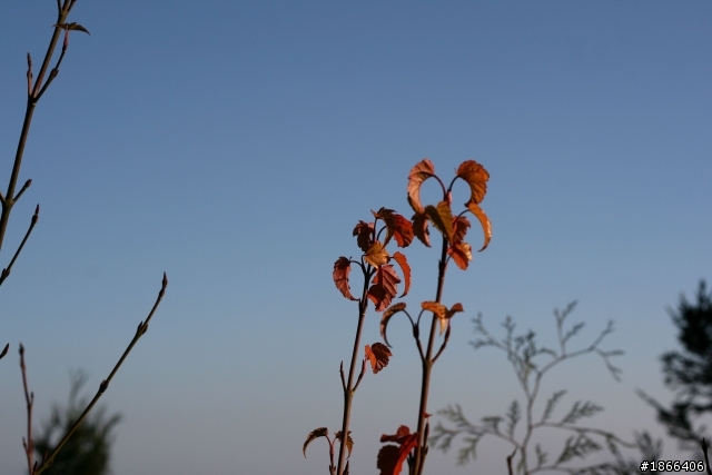 單眼作品回顧  (圖多)  希望多批評指教