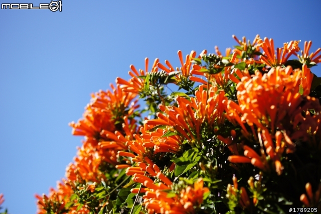 DT35mm F1.8 (SAL-35F18) 蓋樓有可能嗎??