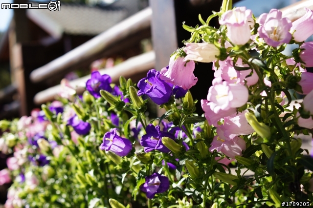 DT35mm F1.8 (SAL-35F18) 蓋樓有可能嗎??