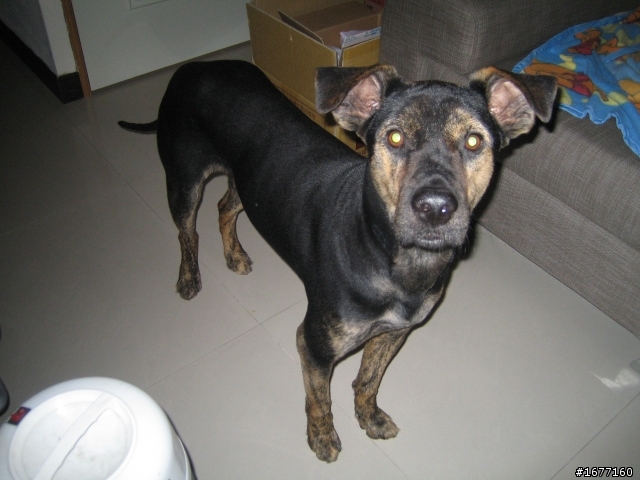 急尋 【新北市林口】 黑色土狗 身上綁紅色帶狗散步用具