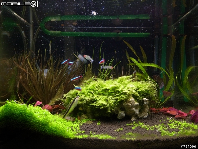 [水族疑問-附圖]請問這是什麼藻？如何根治呢~