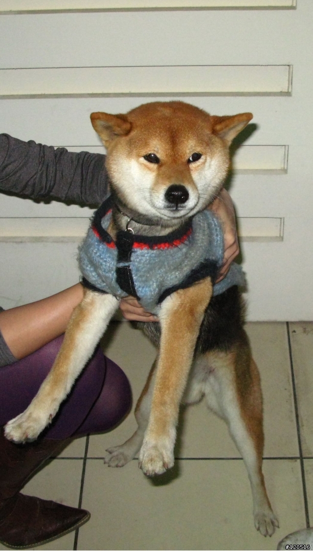 有人的柴犬走失了嗎？