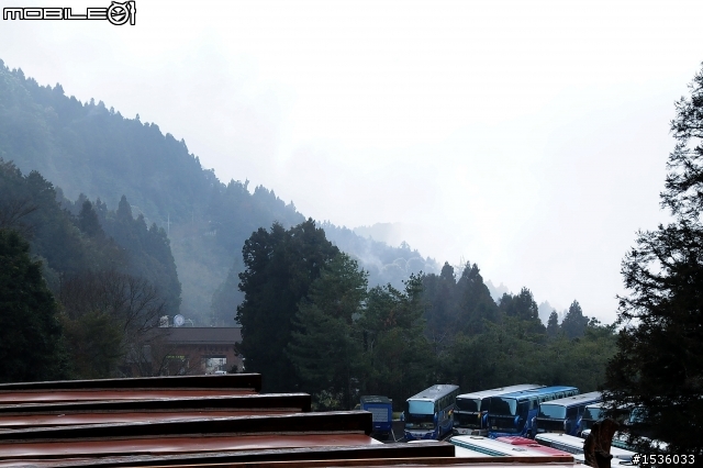 123開著Luxgen SUV到阿里山，阿里山，山上有神木，山下有便當。